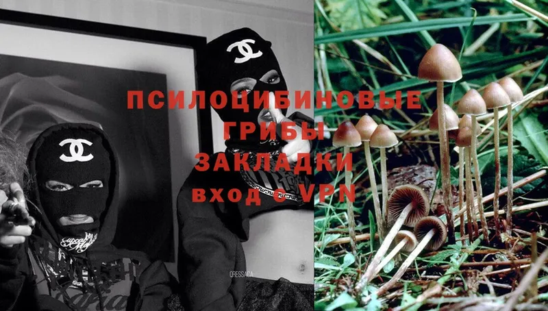 Псилоцибиновые грибы Psilocybe  Алдан 